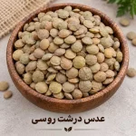 عدس درشت روسی