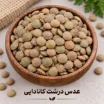 عدس درشت کانادایی