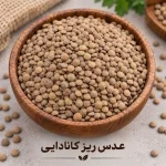 عدس ریز کانادایی